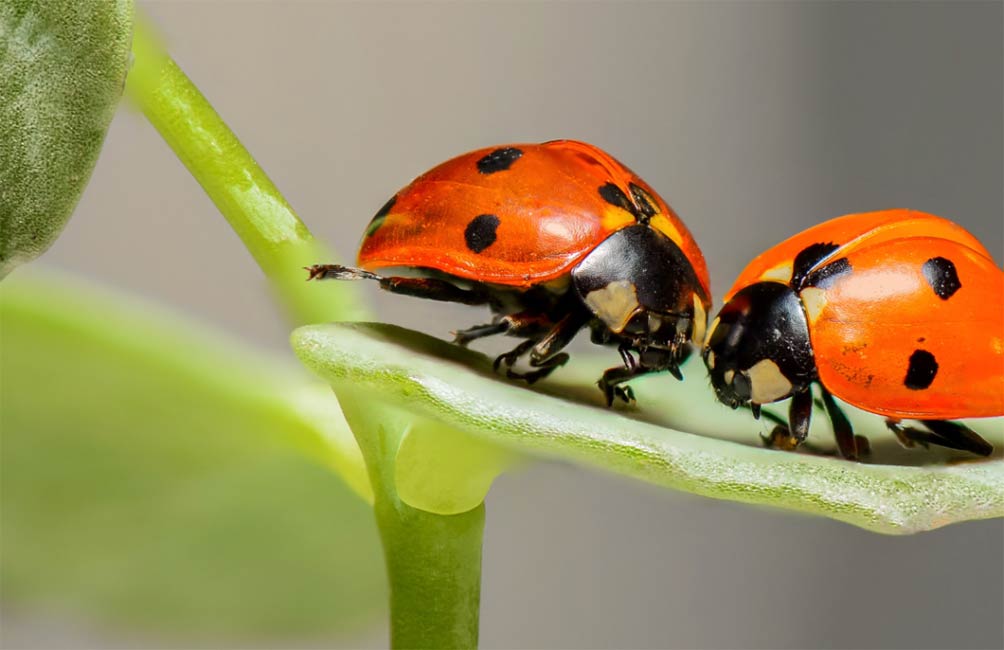 coccinella